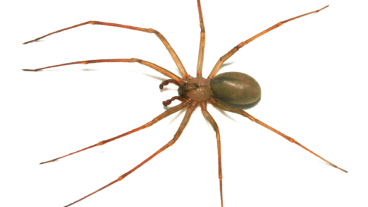 Image of a brown recluse spider with violin-shaped marking