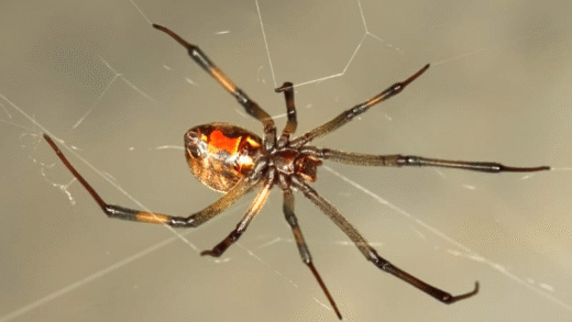 Brown Widow Spider in its habitat