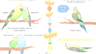 A colorful budgie perched on a branch