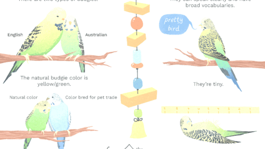 A colorful budgie perched on a branch