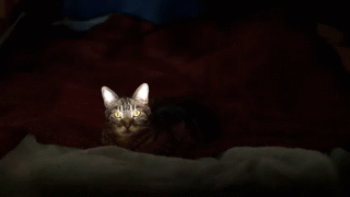 Image of a cat indoors during curfew