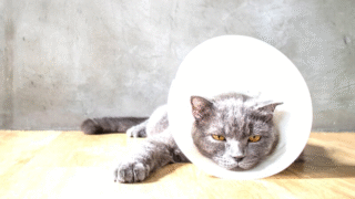Guide to Managing Cat Injuries