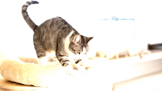 A cat kneading on a soft blanket
