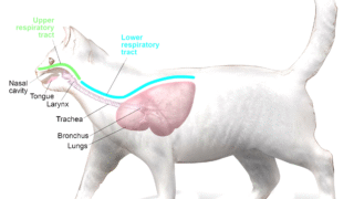 Cat showing symptoms of upper respiratory disease