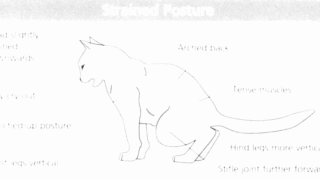 A cat showing symptoms of cystitis