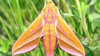 Elephant Hawk Moth in Nature