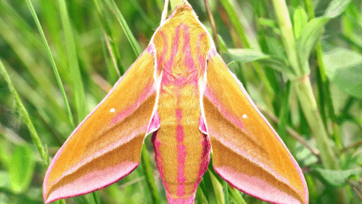 Elephant Hawk Moth in Nature