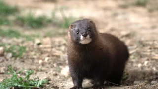 European mink in its habitat