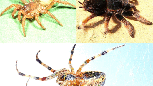 A diverse range of spiders in their natural habitats