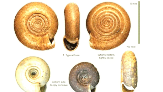 A variety of freshwater snails in a natural habitat