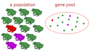 Illustration of gene pool importance