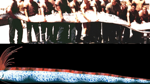 A giant oarfish swimming gracefully in deep ocean waters