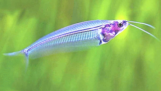 A Glass Catfish swimming in a well-planted aquarium