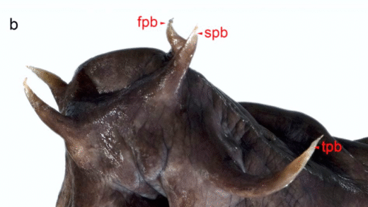 A hagfish swimming in the ocean