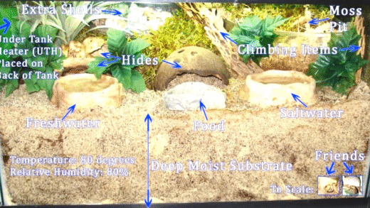 A healthy hermit crab in its habitat