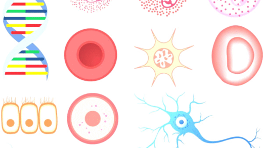 Illustration of different types of human cells