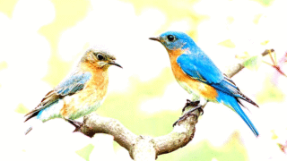 Guide to identifying male and female birds