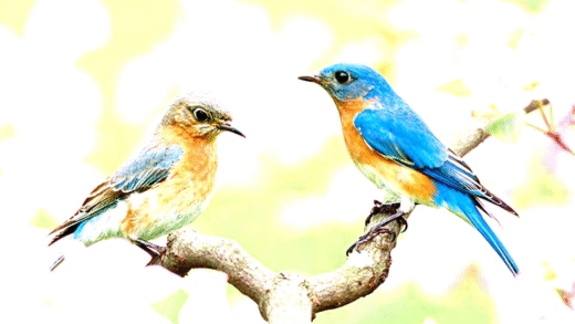 Guide to identifying male and female birds