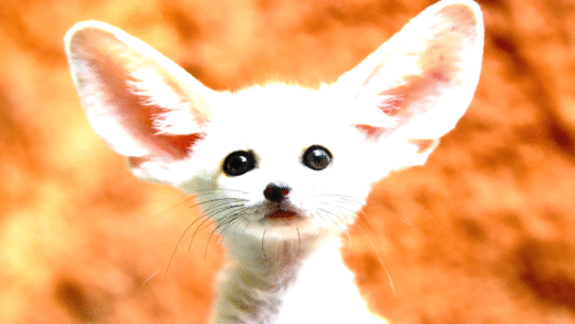 A cute baby animal evoking affection