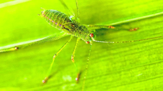 Insects showcasing adaptability and survival strategies