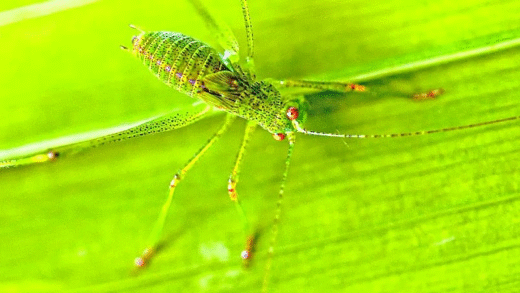 Insects showcasing adaptability and survival strategies