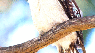 Kookaburra perched on a branch