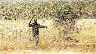 A swarm of locusts affecting crops