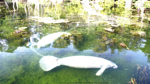 A serene habitat of manatees in coastal waters