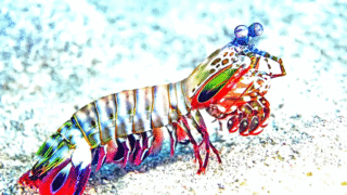 Colorful Mantis Shrimp Display