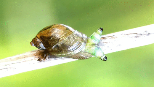Parasites affecting snails' eyestalks