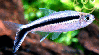 Penguin Fish in its natural habitat