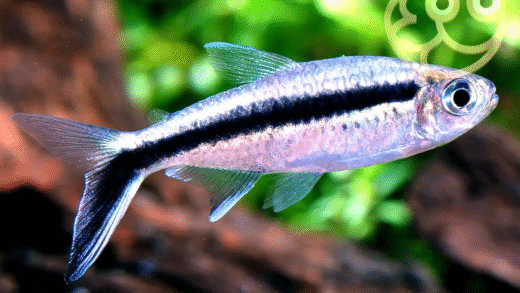 Penguin Fish in its natural habitat