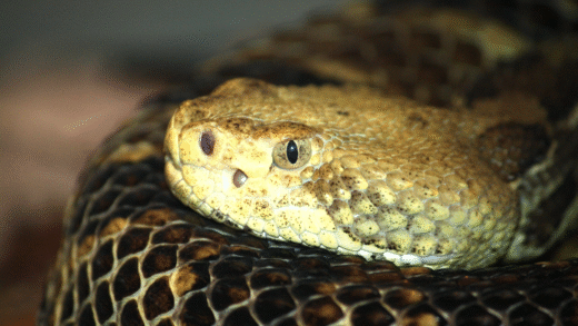 A pit viper coiled on a branch
