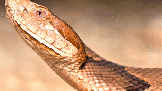 An eagle hunting a snake