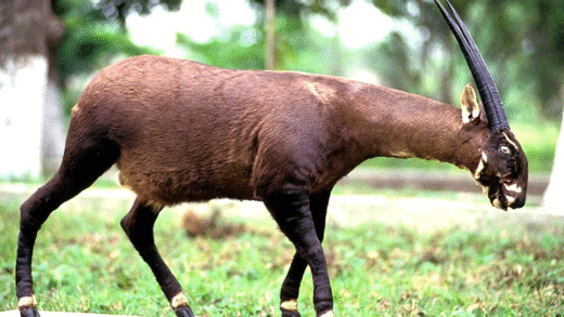 Image of the saola, known as the Asian unicorn