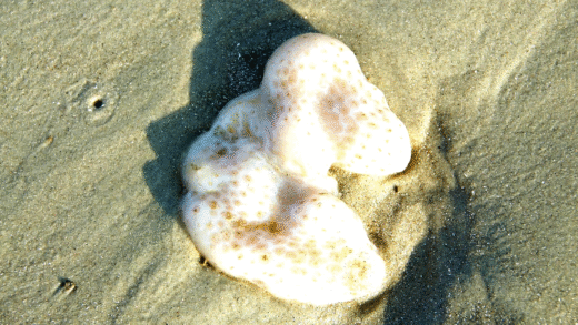 Image of Sea Pork Tunicates