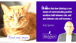 A cat slow blinking at its owner