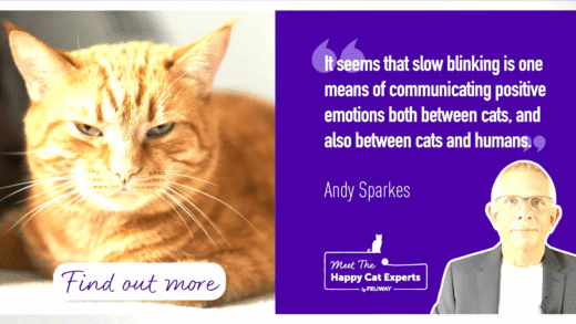 A cat slow blinking at its owner