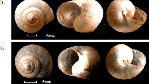A close-up of a snail shell showing growth patterns