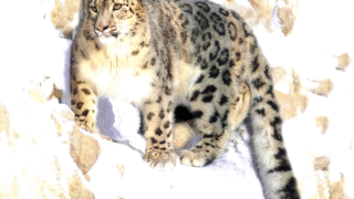 Snow Leopard Surviving in Cold Environment