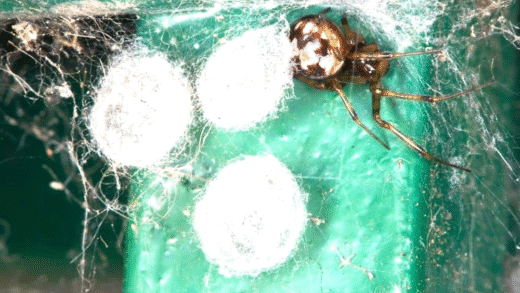 A close-up of a spider egg sac in its natural habitat.