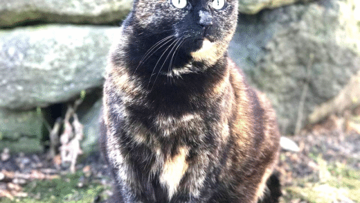 Tabby, Tortoiseshell, Calico, and Tuxedo Cats Together