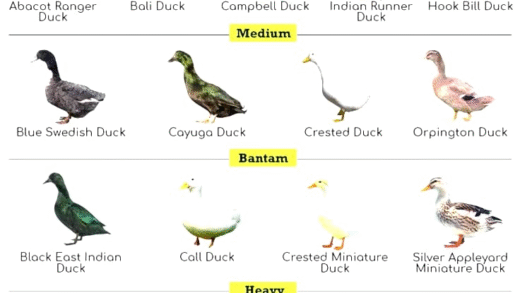 Different types of ducks including dabbling, diving, and perching