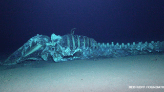 A decomposing whale carcass in the ocean