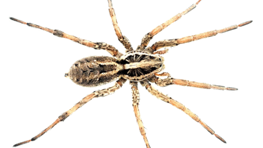 A wolf spider hunting in its natural habitat