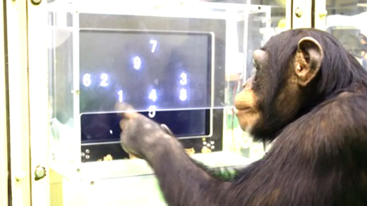 Animals Displaying Intelligence