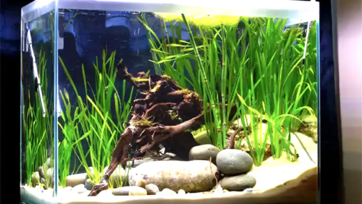Setting up your first aquarium