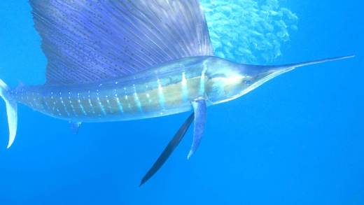 Black marlin swimming at high speed