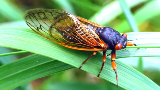 A group of Brood X cicadas on a tree