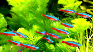 Cardinal Tetra swimming in aquarium